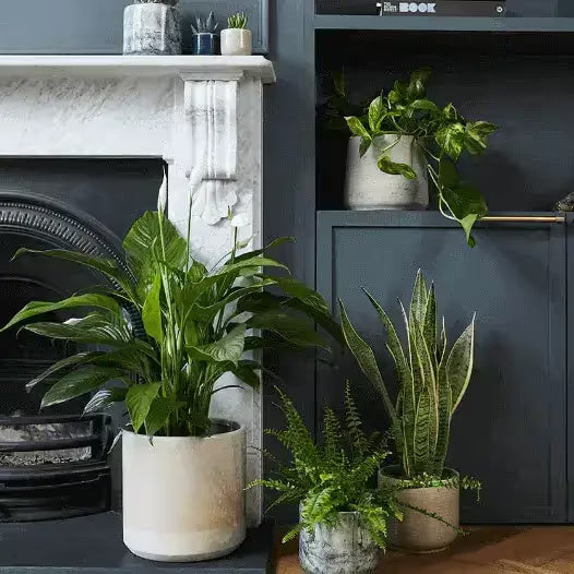 Patch plants